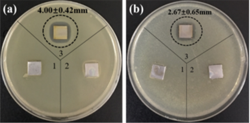 纳米胶水对金黄色葡萄球菌(左图)和大肠杆菌(右图)的抑菌圈试验